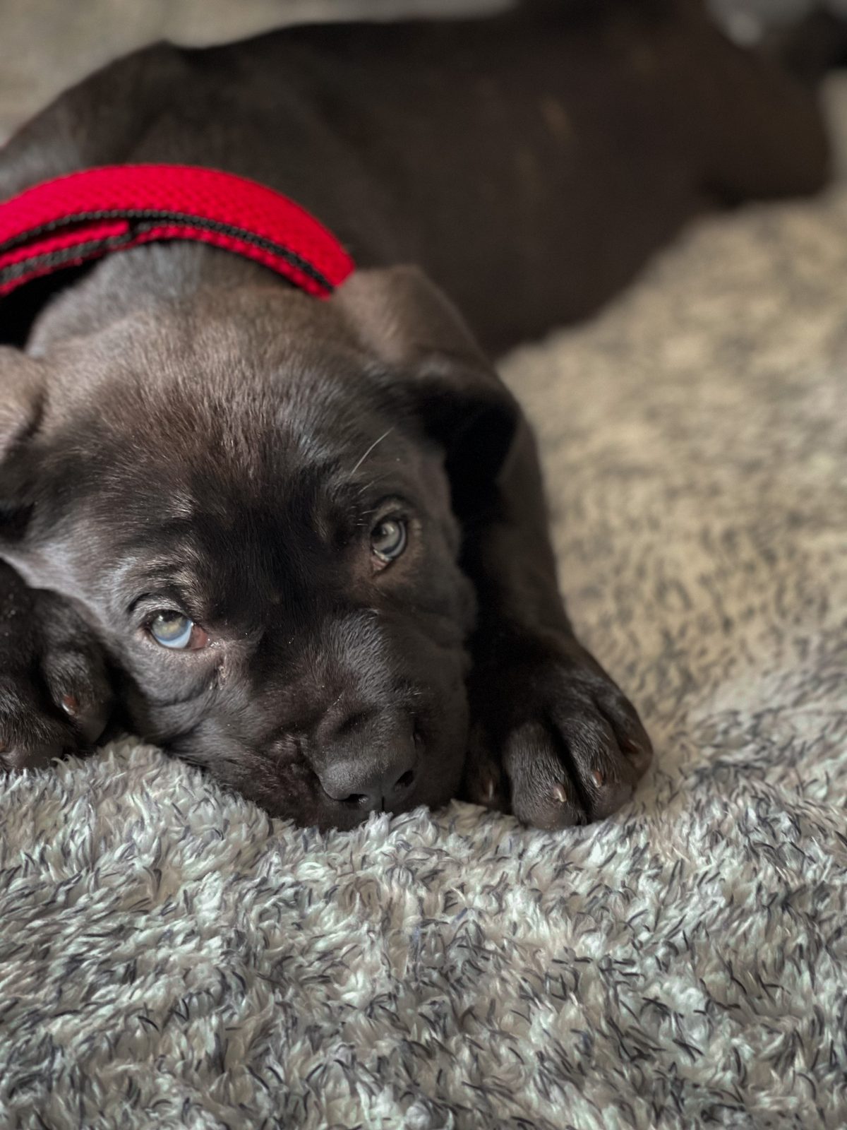 Baby Nova as a young Cane Corso puppy — the dog the brand was started for