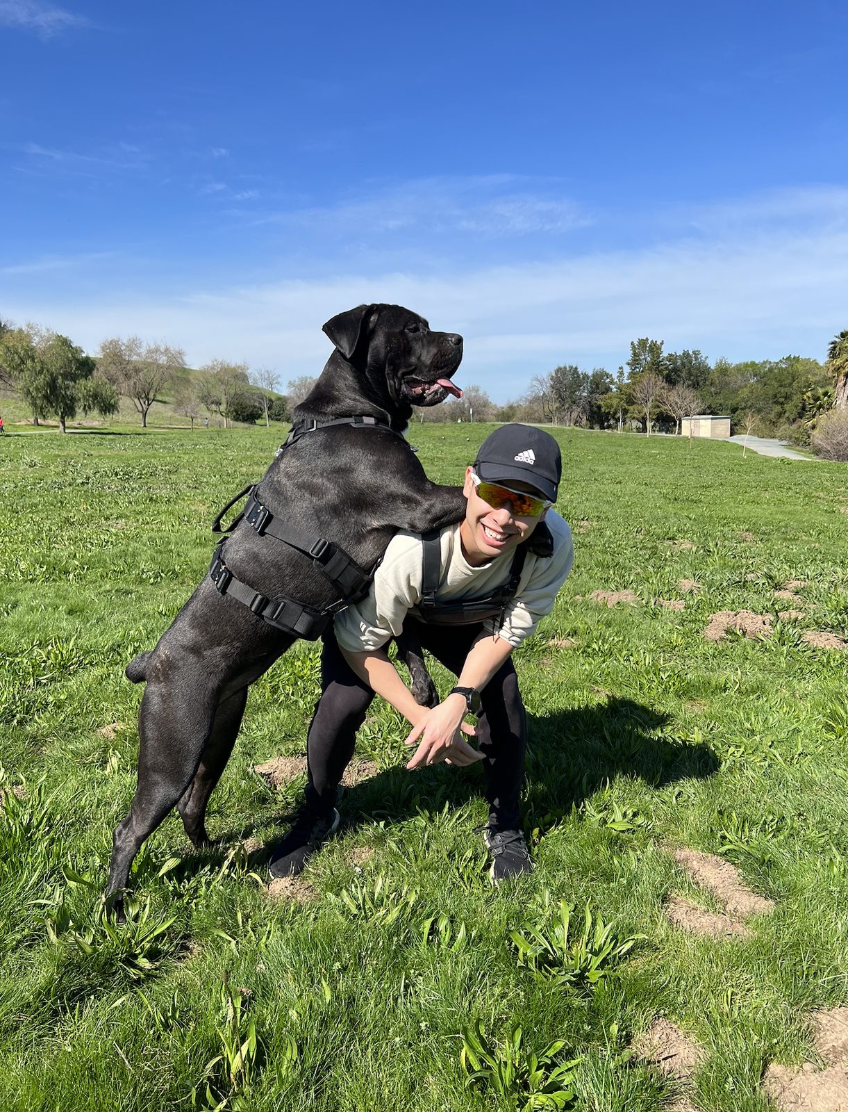 Dennis smiling in a sunny grass field with Nova, their Cane Corso, leaning against him