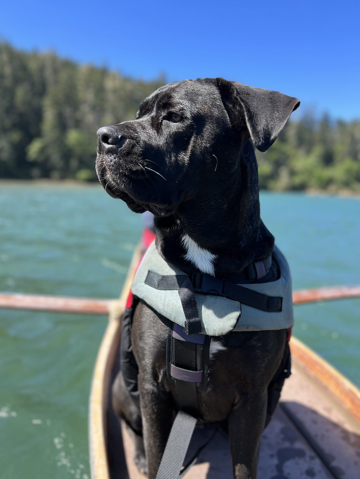 Nova, the Cane Corso, sitting regally in a canoe wearing a sage-green life vest with a forested lake behind her